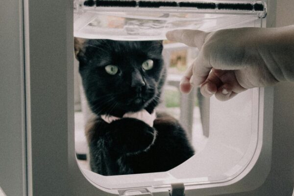 AI Cat Doors Block Prey: Top 10 Picks for 2026